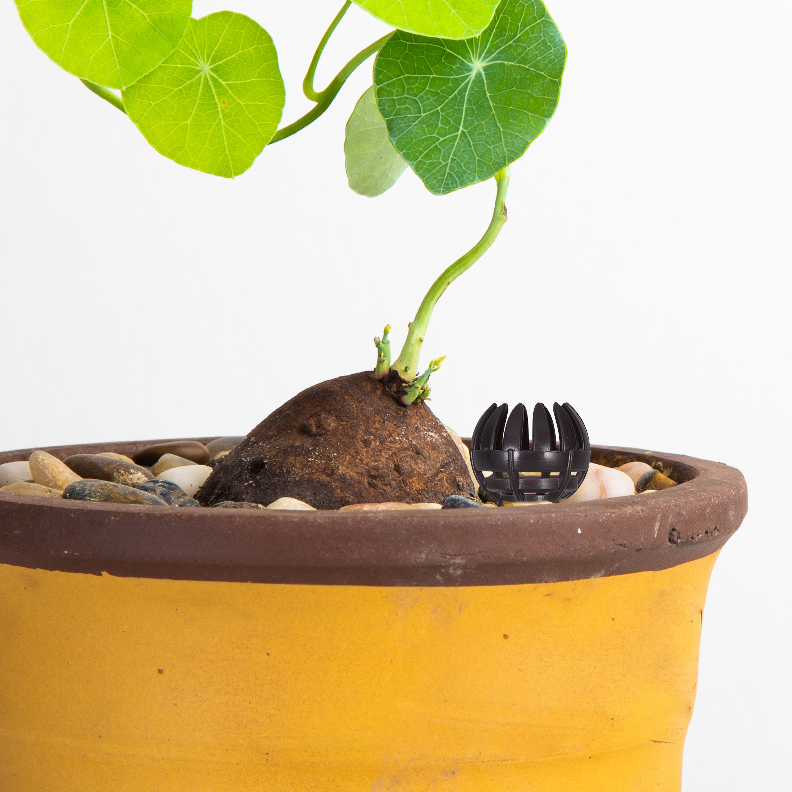 Nutrition & Fitness Hub - 20 stuks kunststof mandjes voor bonsai-meststof,